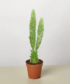 Drooping Prickly Pear Cactus Succ — additional view