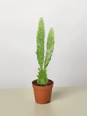 Drooping Prickly Pear Cactus Succ — additional view
