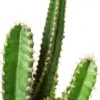 Fairy Castle Cactus Succ houseplant