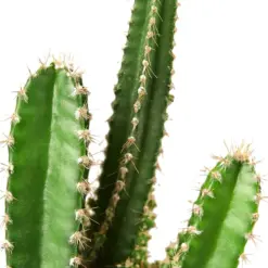 Fairy Castle Cactus Succ houseplant