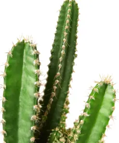 Fairy Castle Cactus Succ houseplant
