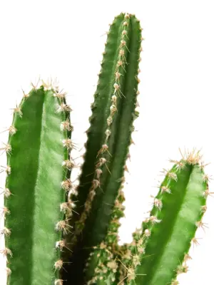 Fairy Castle Cactus Succ houseplant