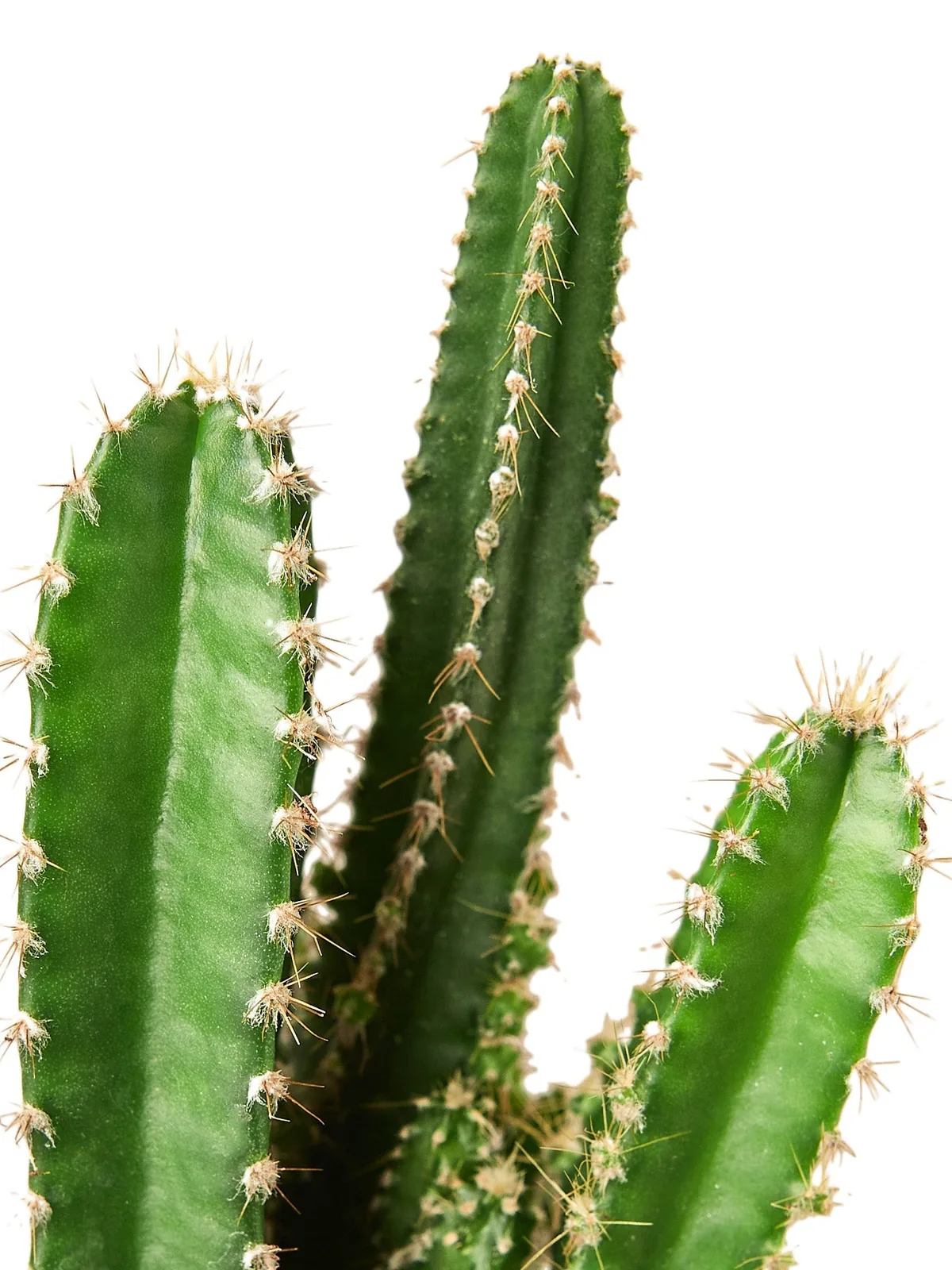 Fairy Castle Cactus Succ houseplant