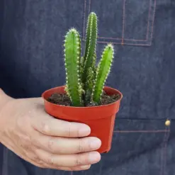 Fairy Castle Cactus Succ — additional view
