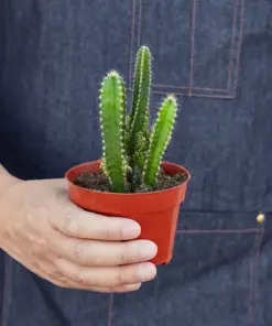 Fairy Castle Cactus Succ — additional view