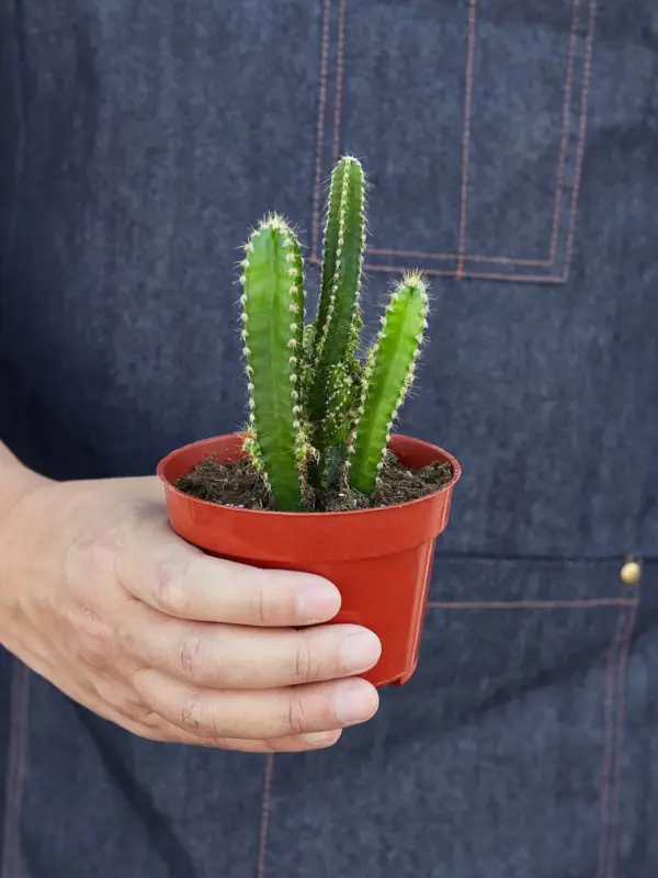Fairy Castle Cactus Succ — additional view