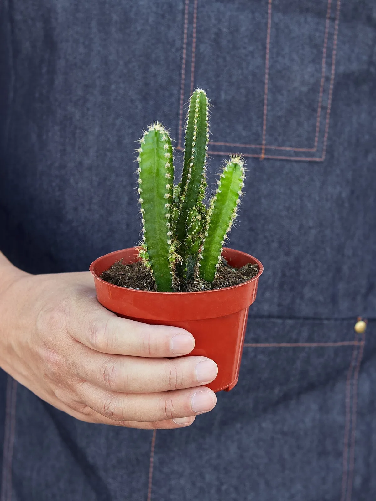 Fairy Castle Cactus Succ — additional view