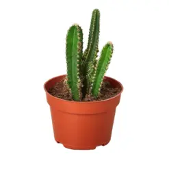 Fairy Castle Cactus Succ — additional view