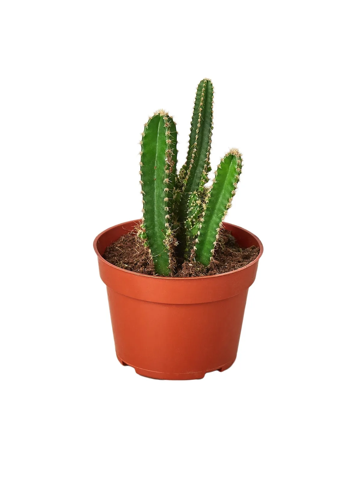 Fairy Castle Cactus Succ — additional view