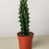 Succulent Cactus Ghost White Boobie houseplant