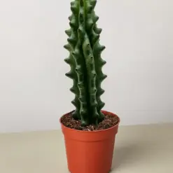Succulent Cactus Ghost White Boobie houseplant