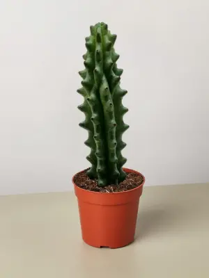 Succulent Cactus Ghost White Boobie houseplant