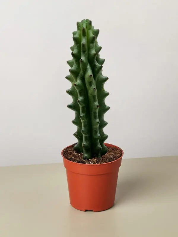 Succulent Cactus Ghost White Boobie houseplant