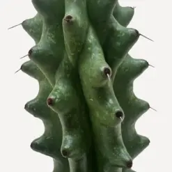 Succulent Cactus Ghost White Boobie — additional view