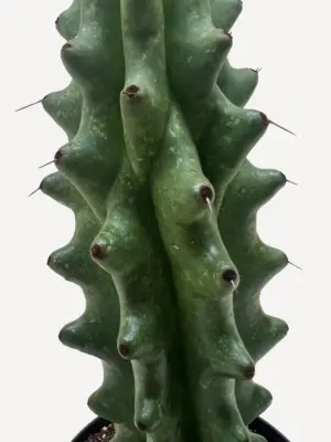 Succulent Cactus Ghost White Boobie — additional view