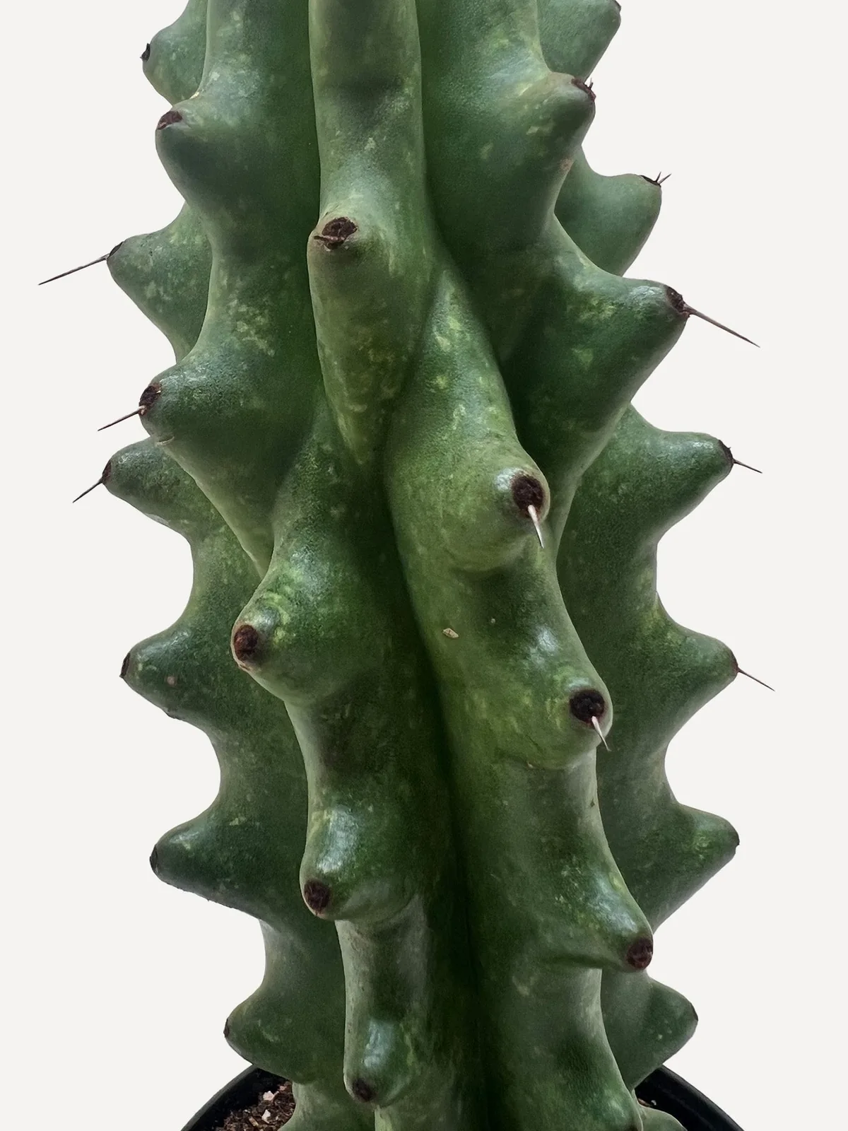 Succulent Cactus Ghost White Boobie — additional view