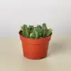 Lifesaver Cactus Succ houseplant