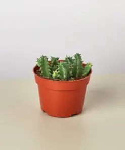 Lifesaver Cactus Succ houseplant