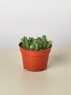 Lifesaver Cactus Succ houseplant