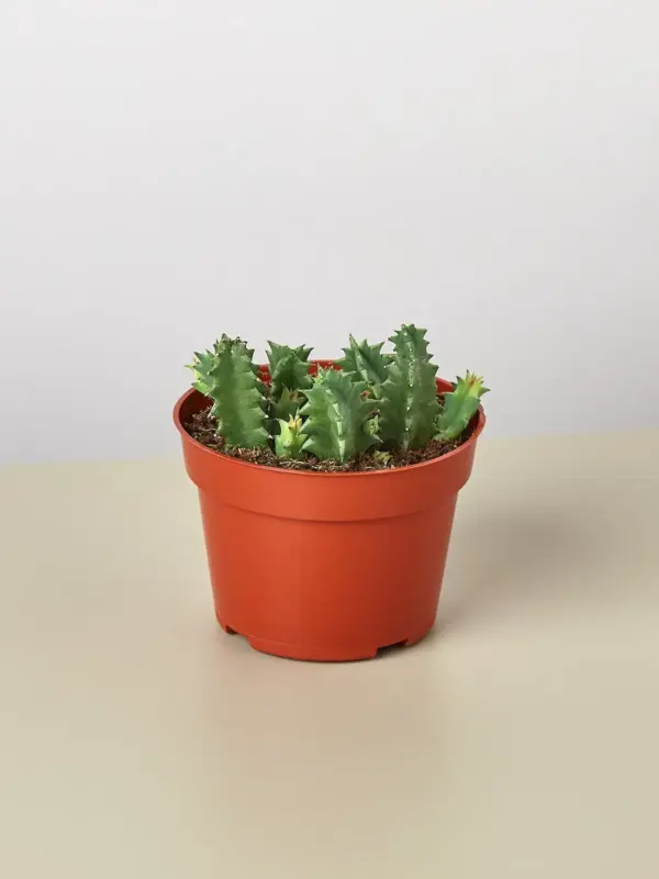 Lifesaver Cactus Succ houseplant