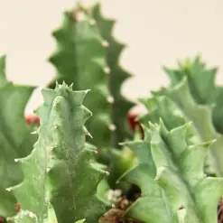 Lifesaver Cactus Succ — leaf detail close-up