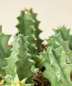 Lifesaver Cactus Succ — leaf detail close-up