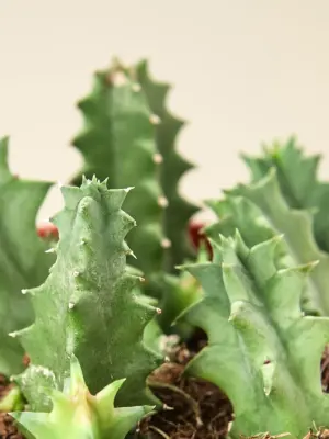 Lifesaver Cactus Succ — leaf detail close-up