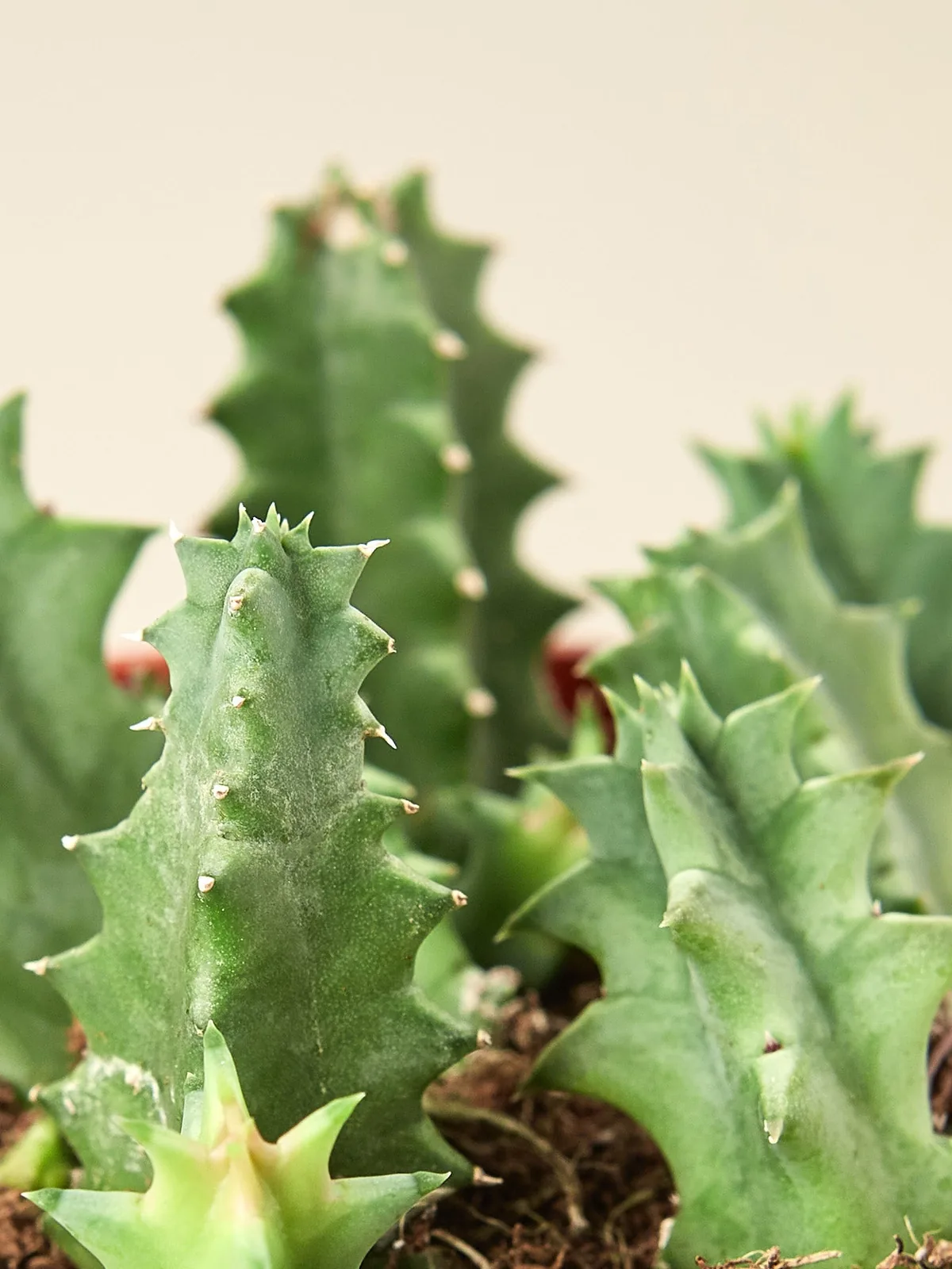 Lifesaver Cactus Succ — leaf detail close-up