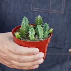 Lifesaver Cactus Succ — held in hand for size reference