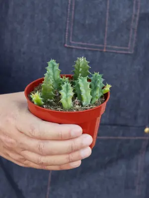 Lifesaver Cactus Succ — held in hand for size reference