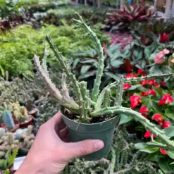 Lifesaver Cactus Succ — additional view