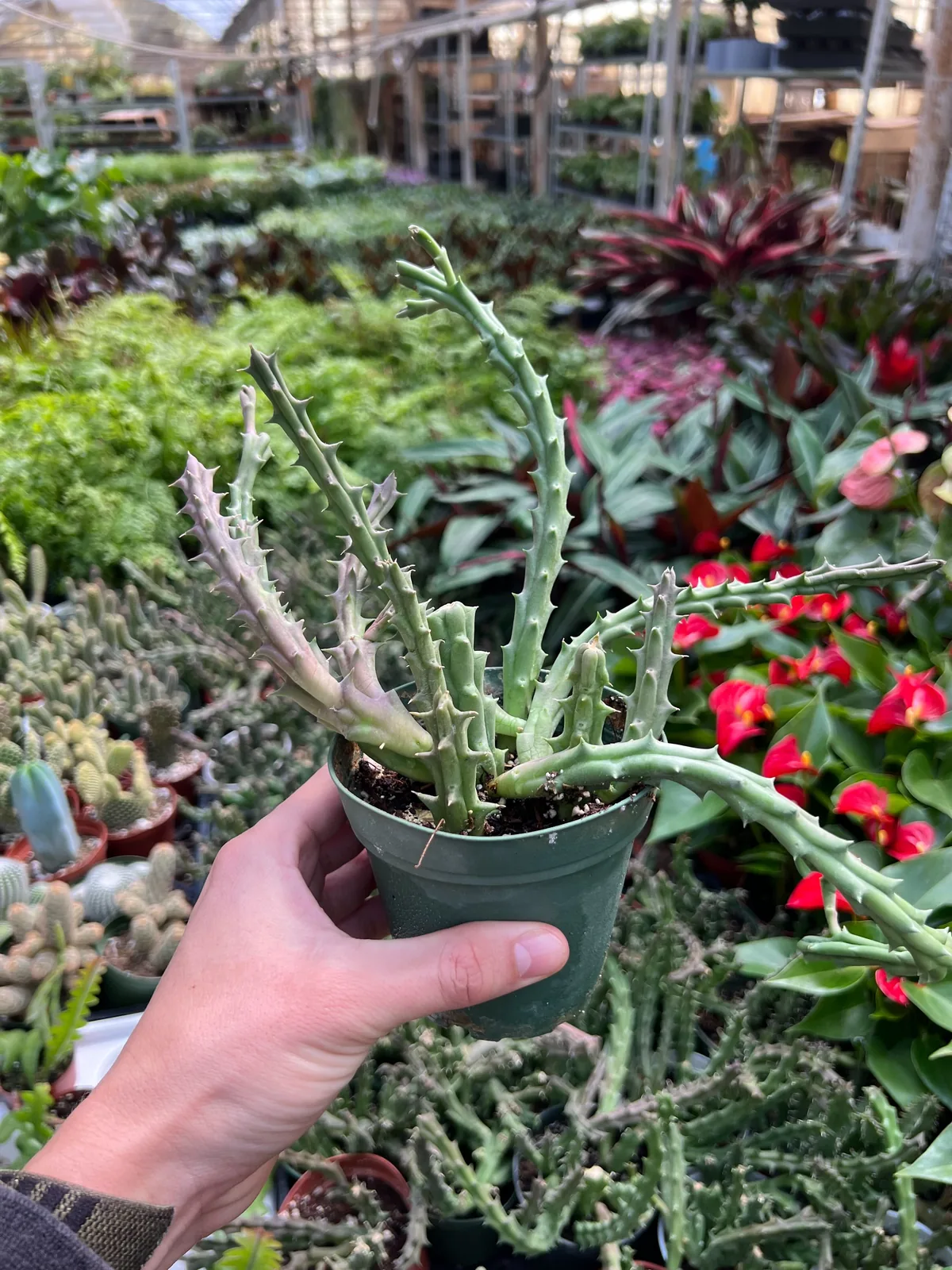 Lifesaver Cactus Succ — additional view