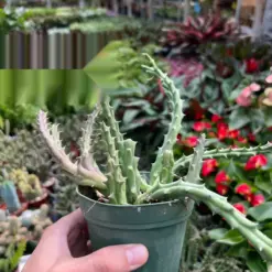 Lifesaver Cactus Succ — additional view