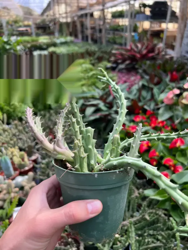 Lifesaver Cactus Succ — additional view