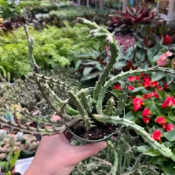 Lifesaver Cactus Succ — additional view