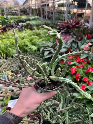 Lifesaver Cactus Succ — additional view