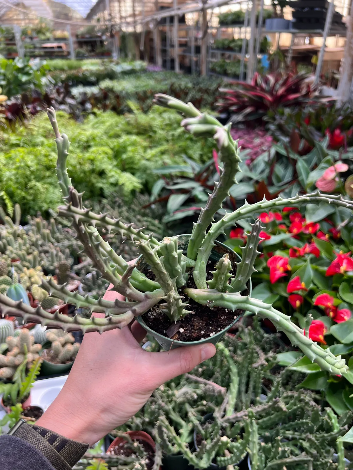 Lifesaver Cactus Succ — additional view