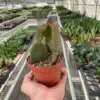 Opuntia 'Microdasys' (Bunny Ear Cactus) Succ Micodasy houseplant