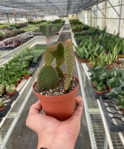 Opuntia 'Microdasys' (Bunny Ear Cactus) Succ Micodasy houseplant