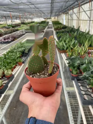 Opuntia 'Microdasys' (Bunny Ear Cactus) Succ Micodasy houseplant