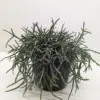 Succulent Cactus 'Mistletoe' houseplant