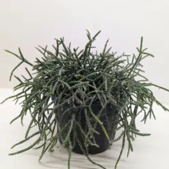 Succulent Cactus 'Mistletoe' houseplant