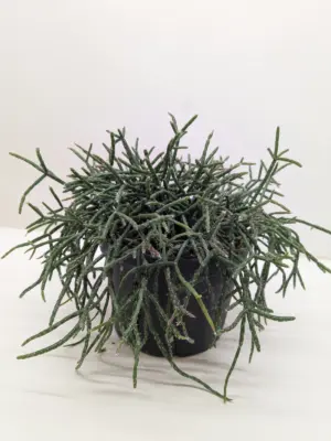 Succulent Cactus 'Mistletoe' houseplant