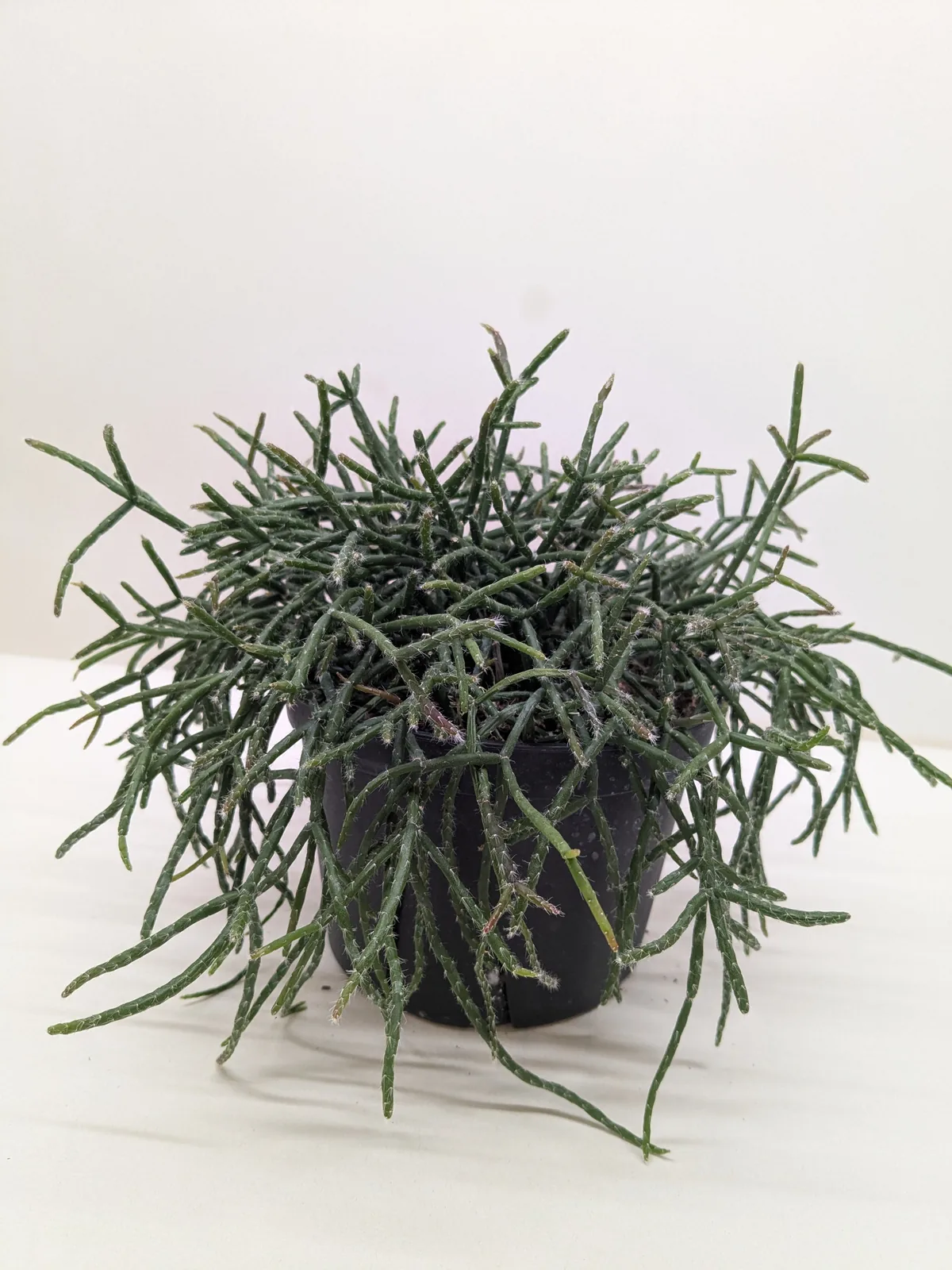 Succulent Cactus 