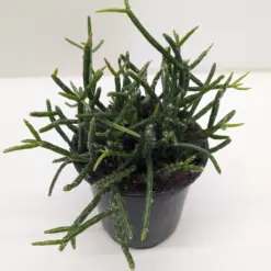 Succulent Cactus 'Mistletoe' — additional view