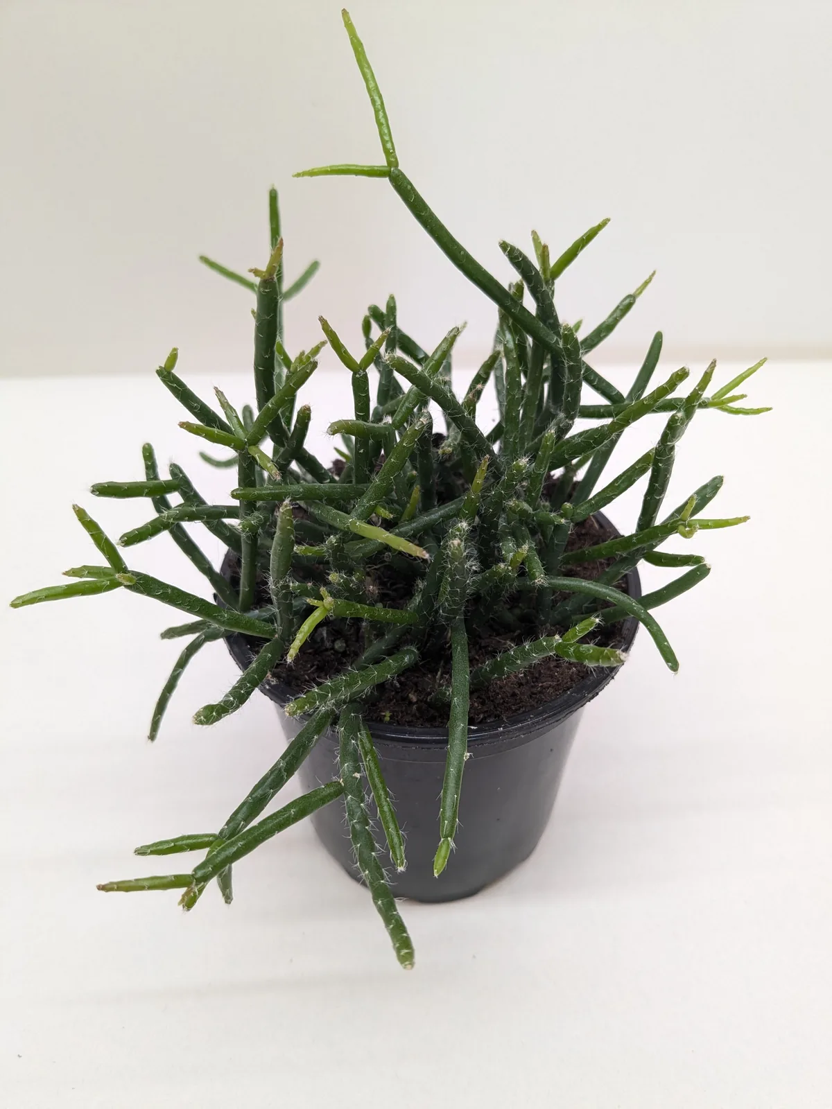Succulent Cactus 