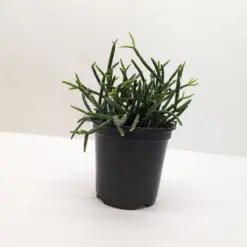 Succulent Cactus 'Mistletoe' — additional view