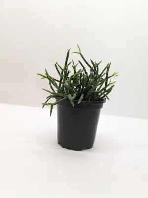 Succulent Cactus 'Mistletoe' — additional view