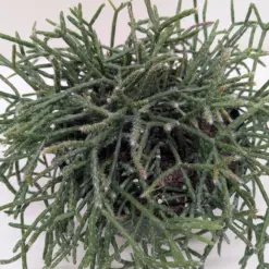 Succulent Cactus 'Mistletoe' — additional view
