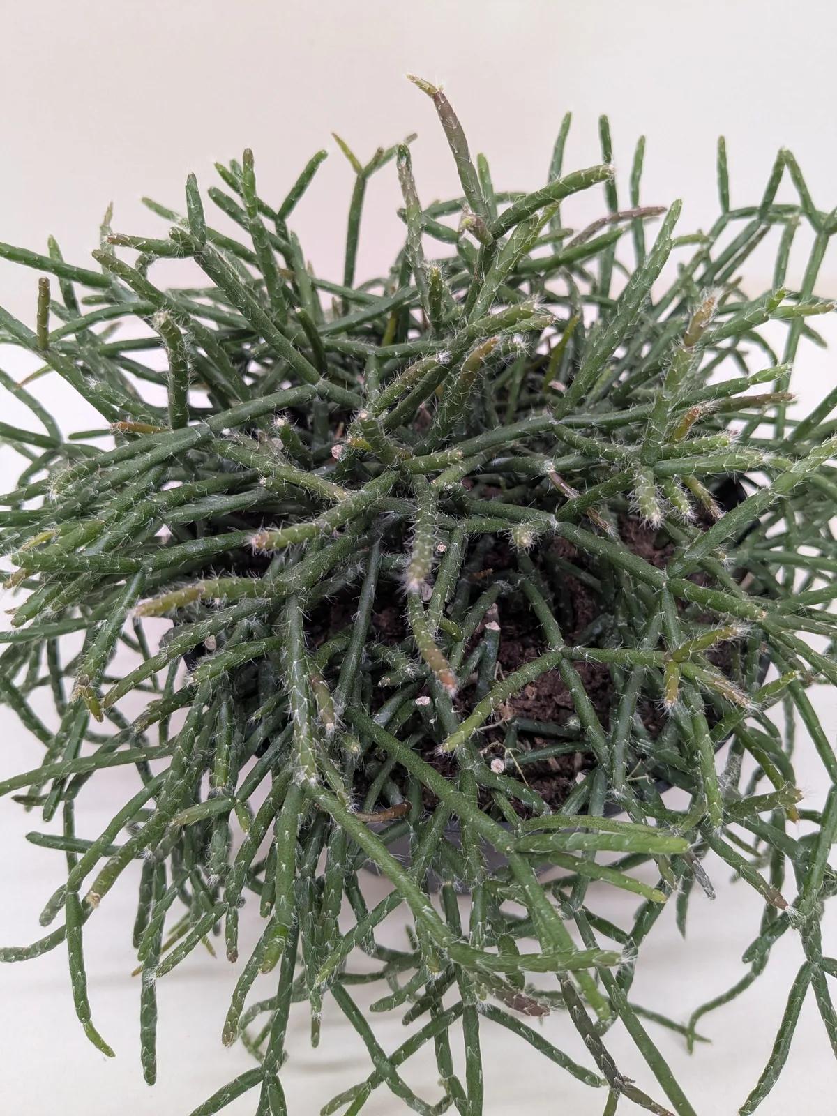 Succulent Cactus 